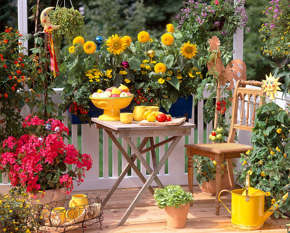 Cottage garden balcony, Helianthus