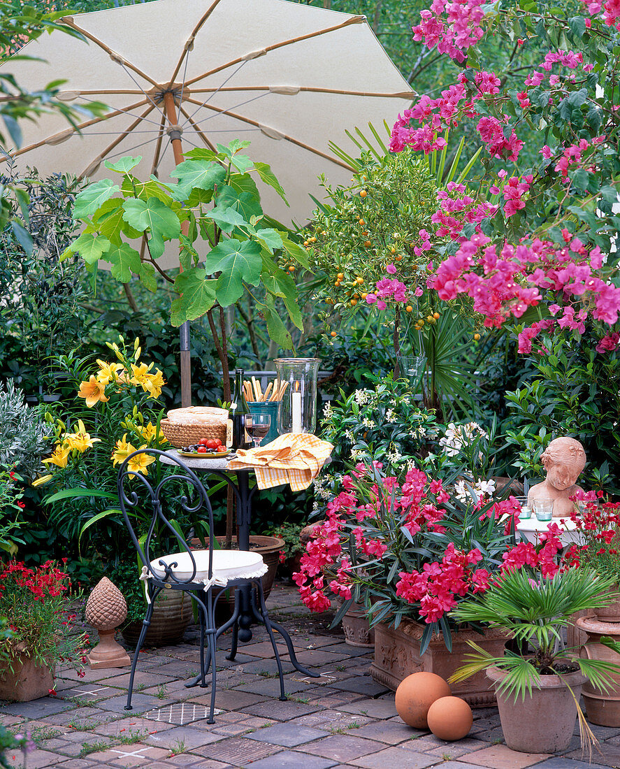 Tuscany balcony, Nerium (oleander), bougainvillea, citrus, palm trees