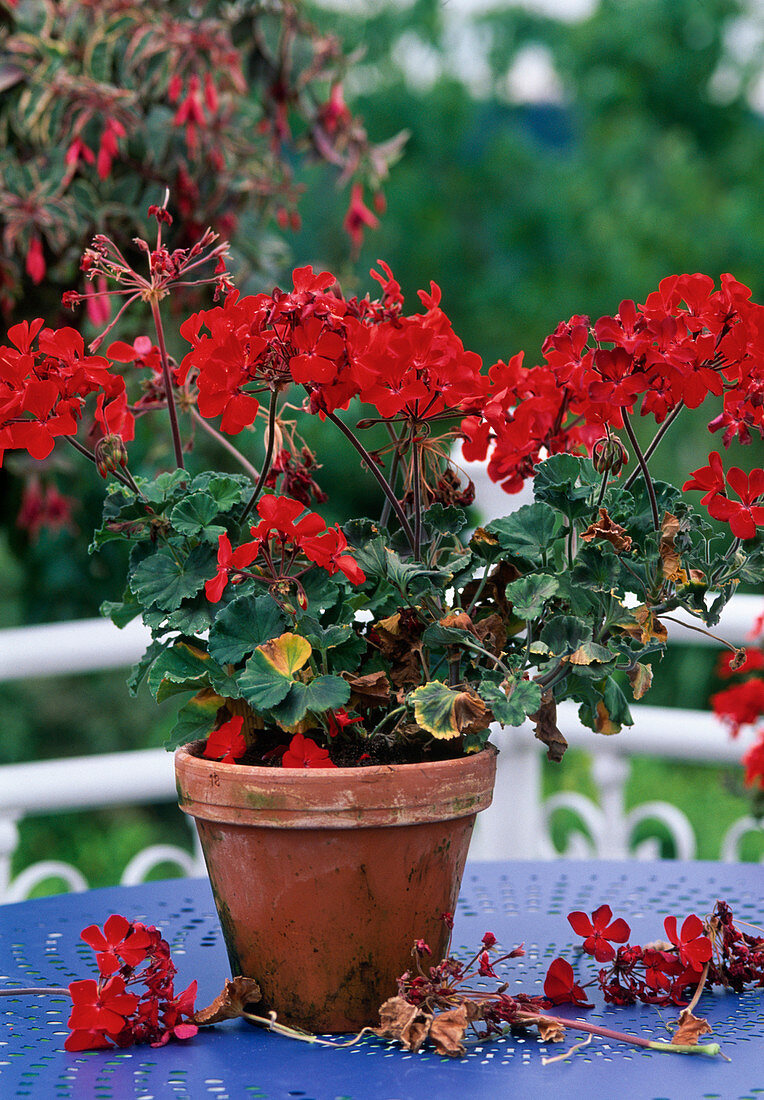 Geranium before wintering, the faded ones