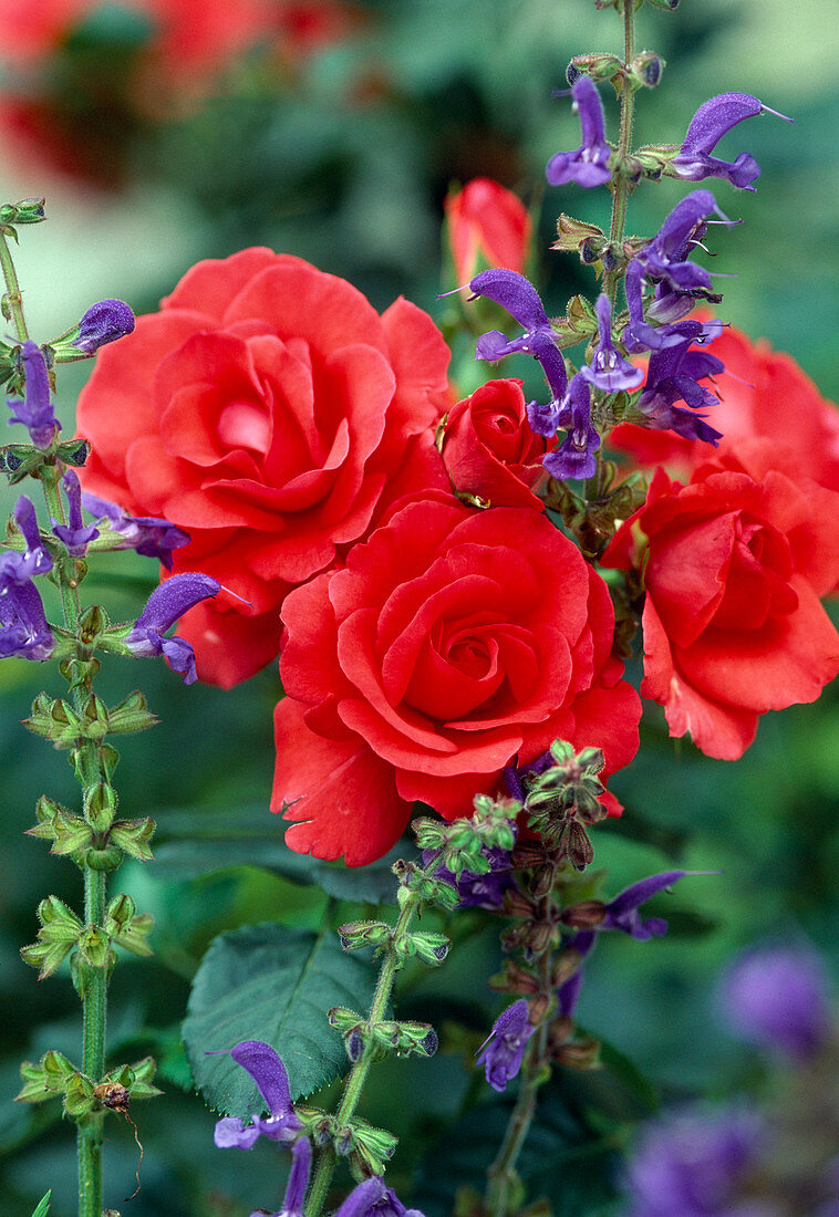 Miniature rose 'Meillandina', Salvia (Sage)