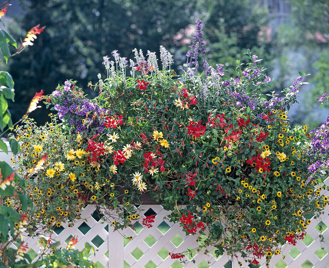 Sanvitalia, Argyranthemum, Pelargonium, Cuphea