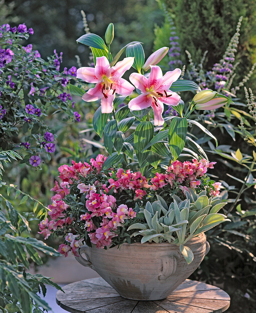 Lilium hybrids, Antirrhinum majus, Stachys