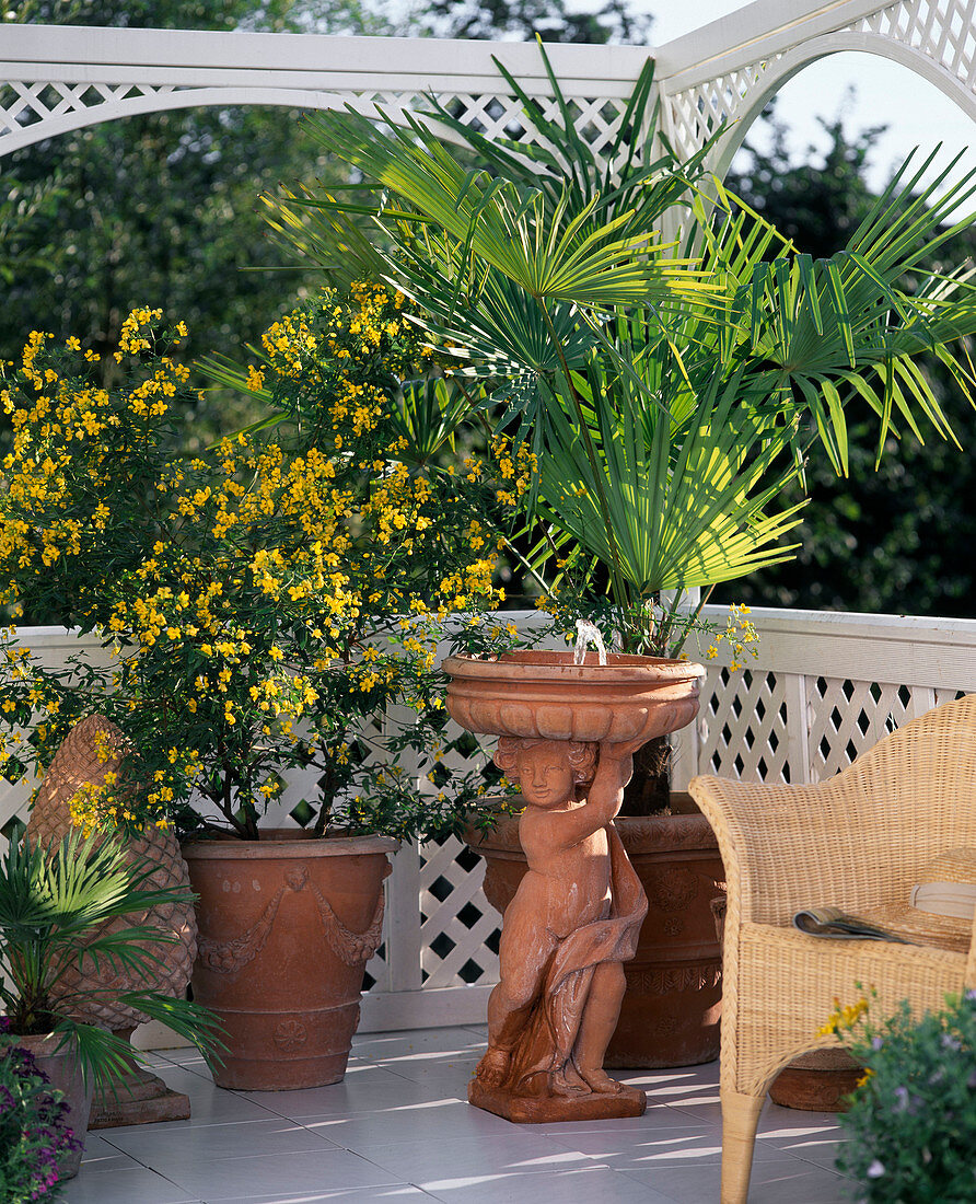 Mediterranean balcony with Cassia corymbosa