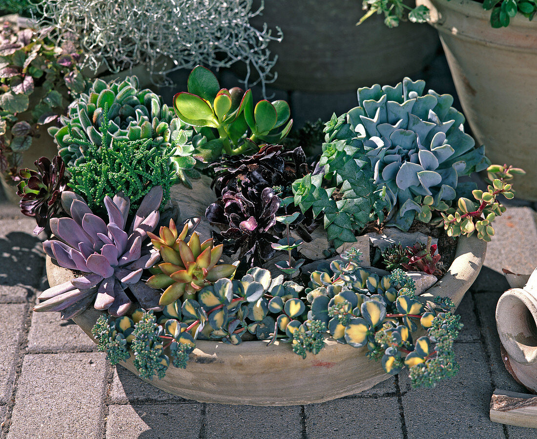 Shell planted with succulents