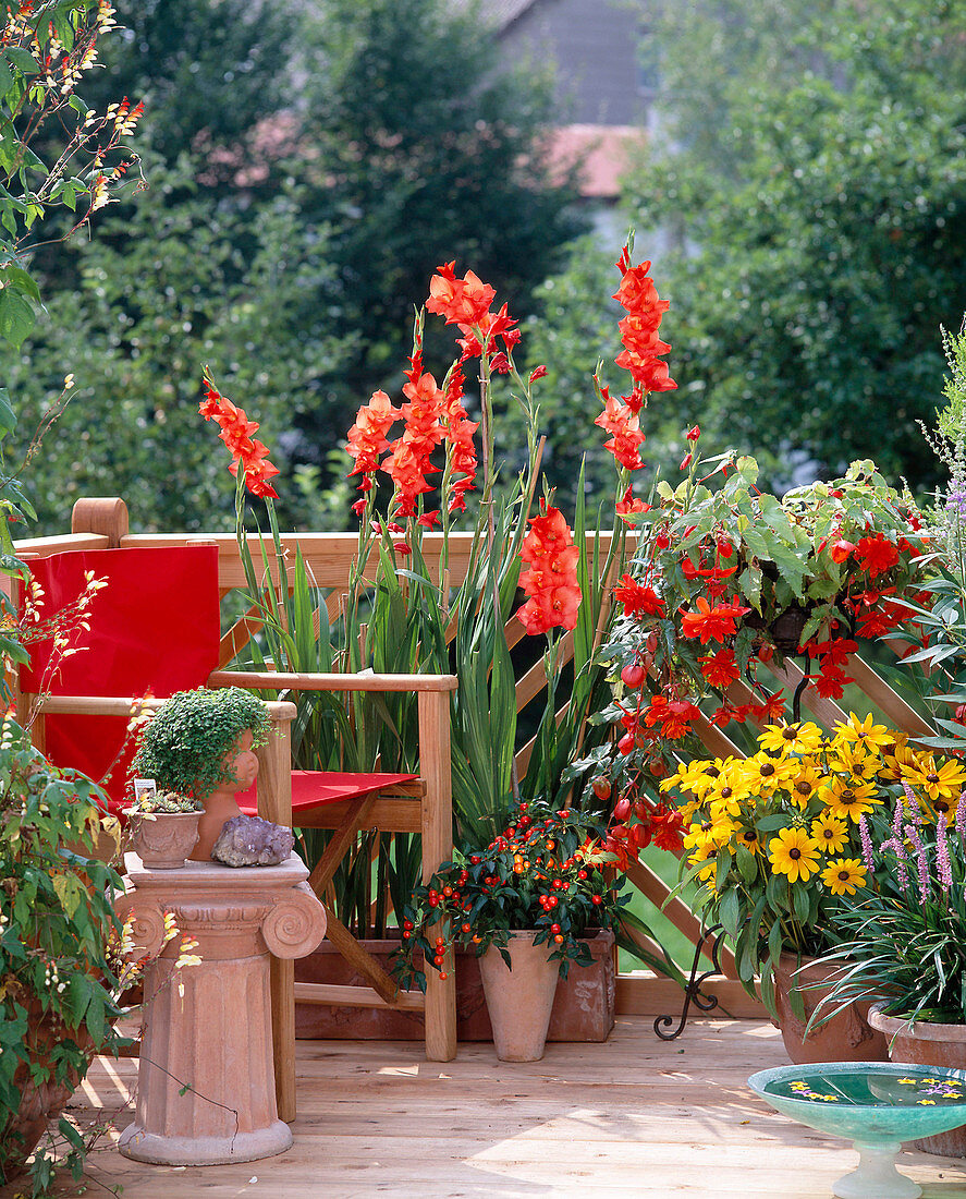 Gladiolus, Solanum