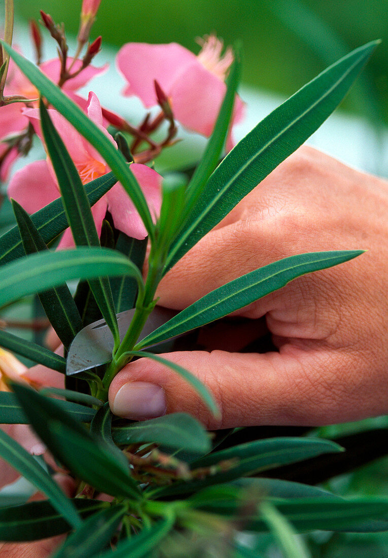 1. Step - vom Oleander Stecklinge Nehmen