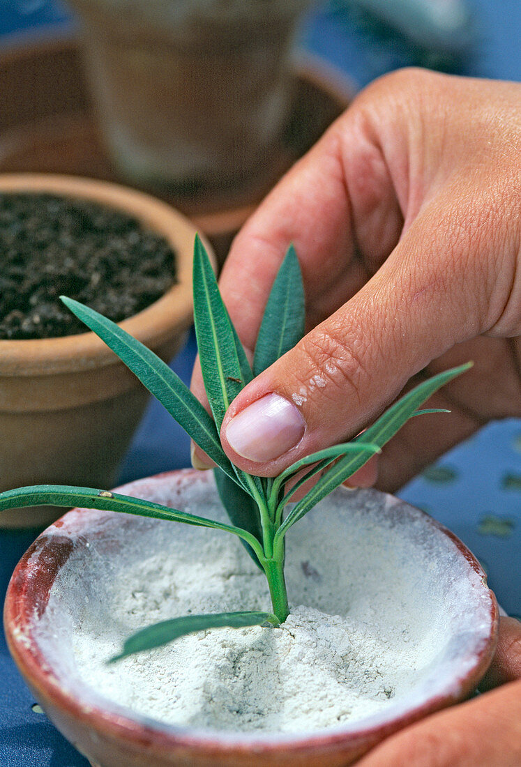 Step 3: - Oleander planting with rooting hormone