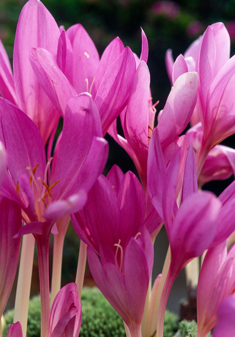 Colchicum 'Lilac Wonder'