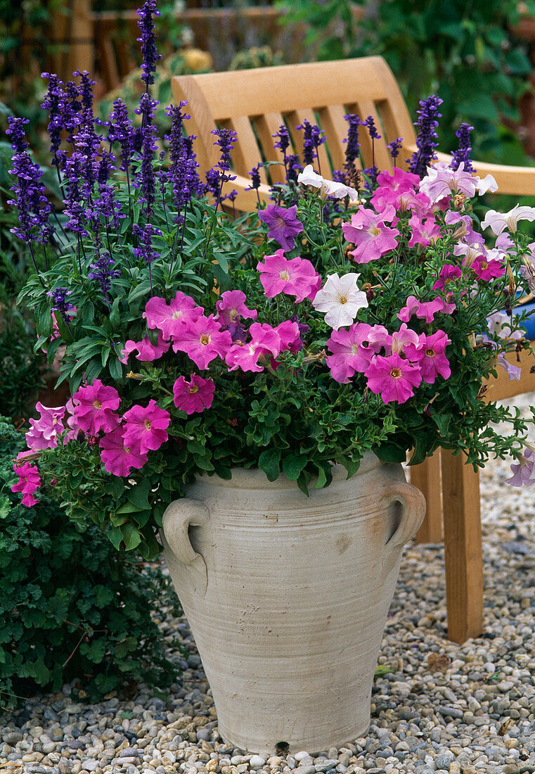 Petunia, Salvia farinacaea