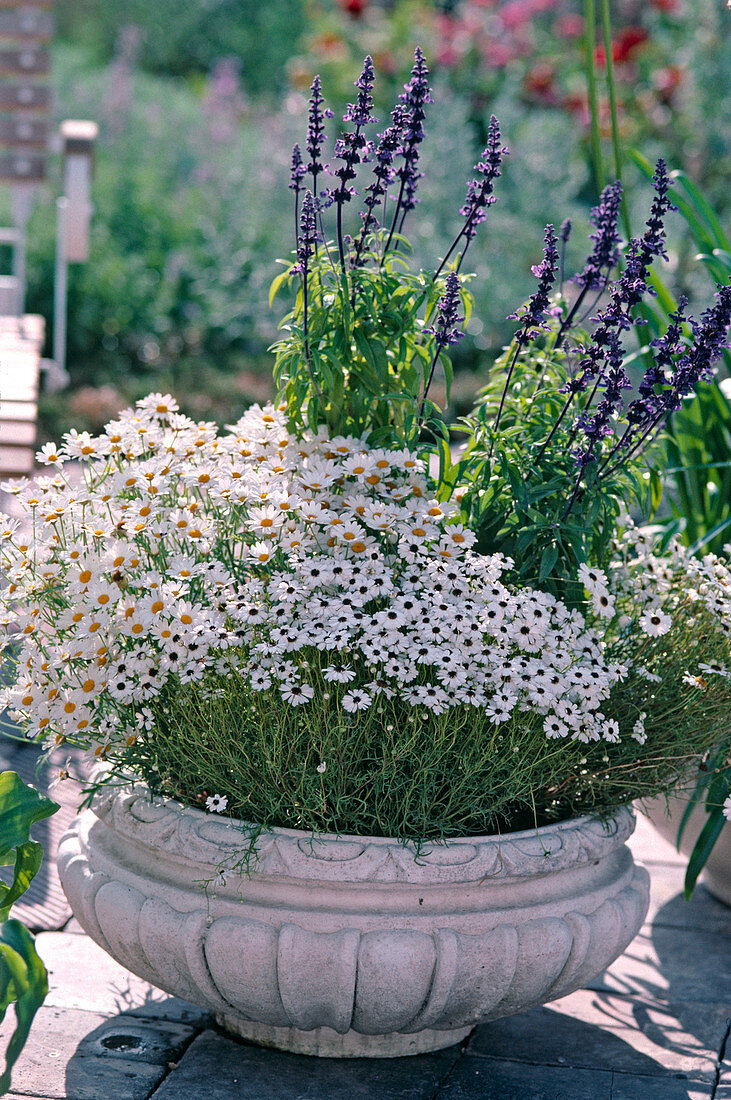 Argyranthemum frutescens