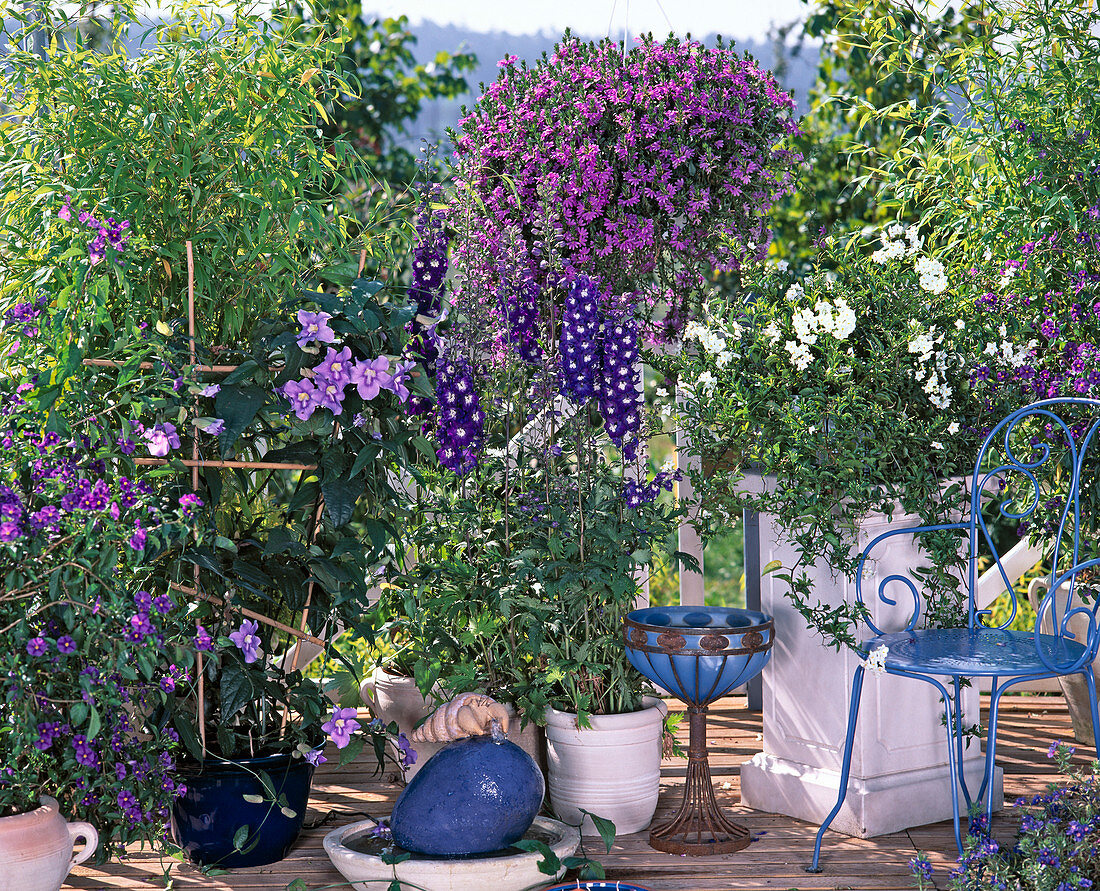 Thunbergia grandiflora (Himmelsblume)