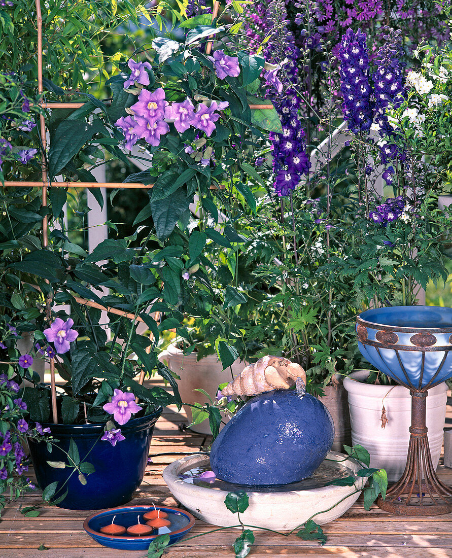 Thunbergia grandiflora (Sky flower)