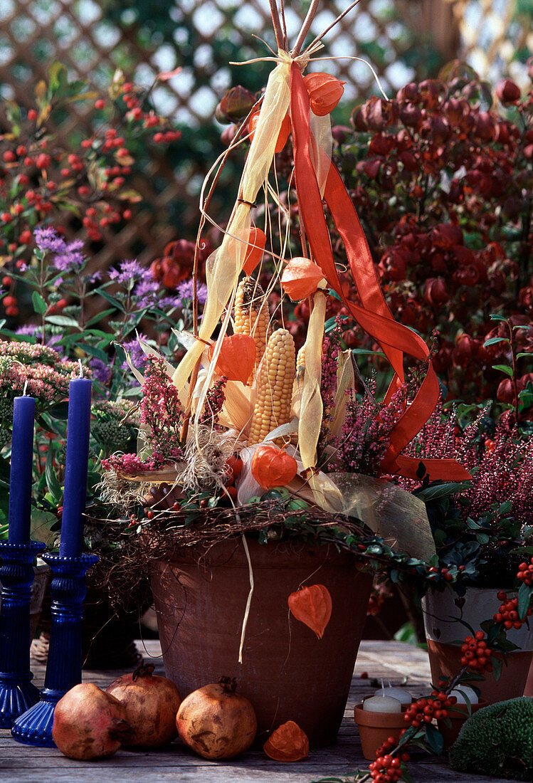Autumn arrangement of Zea mays corncob, lantern flower, Calluna