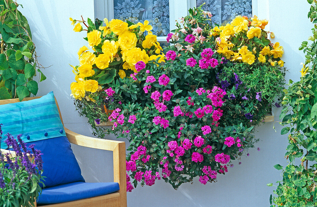 Begonia hybride Yellow, Verbena 'Tapien'