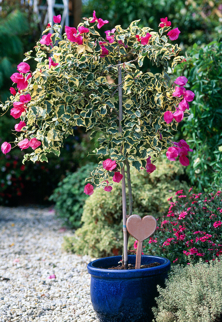 Bougainvillea