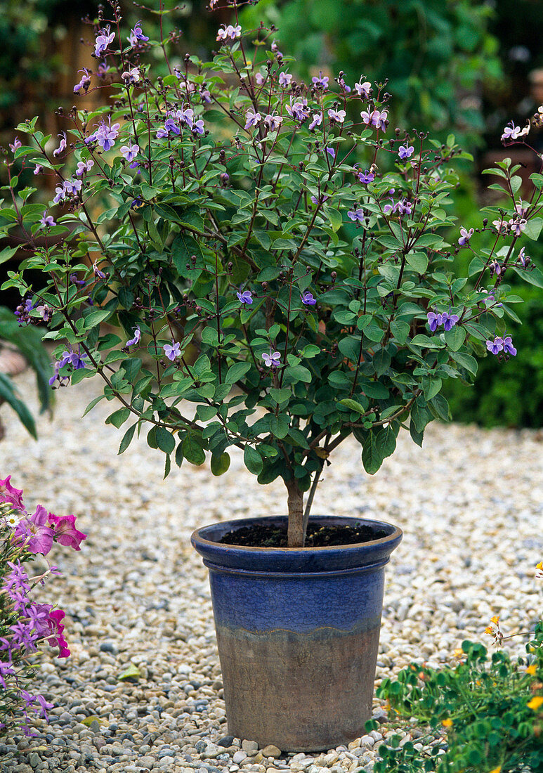 Clerodendron ugandense