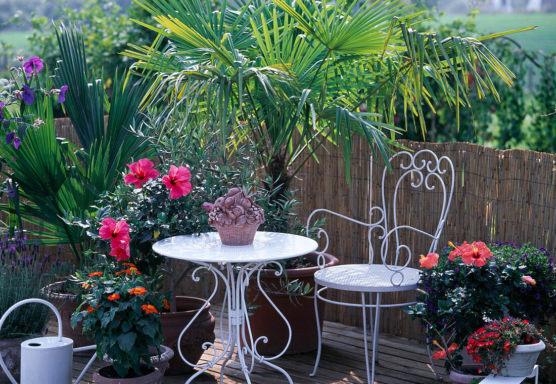 Washingtonia, Trachycarpus