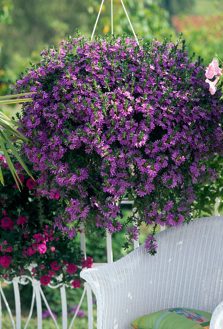 Scaevola 'Saphira'