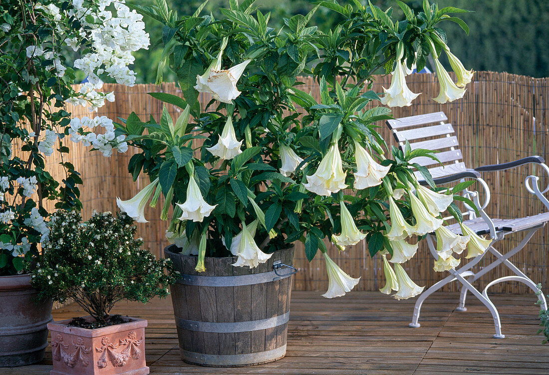 Datura suaveolens (Engelstrompete)