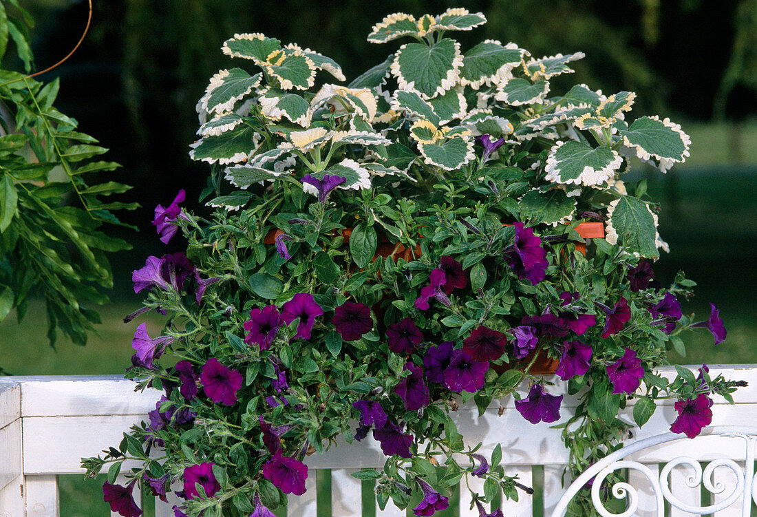 Plectranthus ciliatus (Aufrechtwachsender)