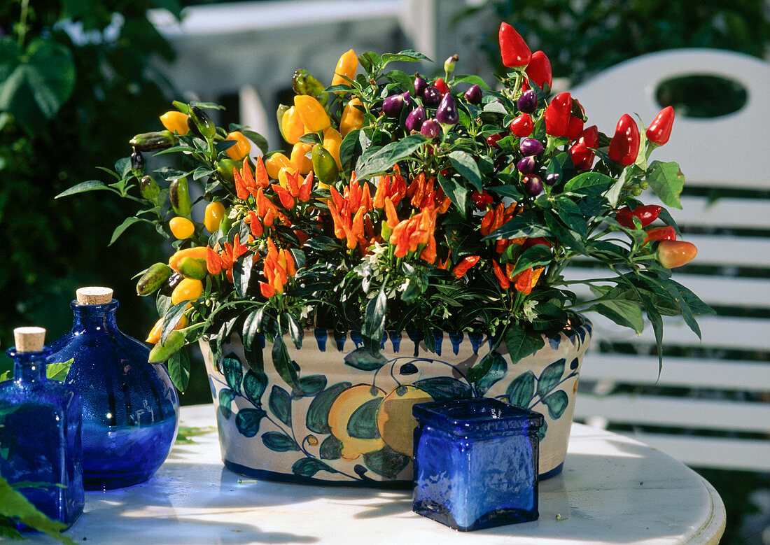 Capsicum annuum (ornamental capsicum) in jardiniere with lemon decoration