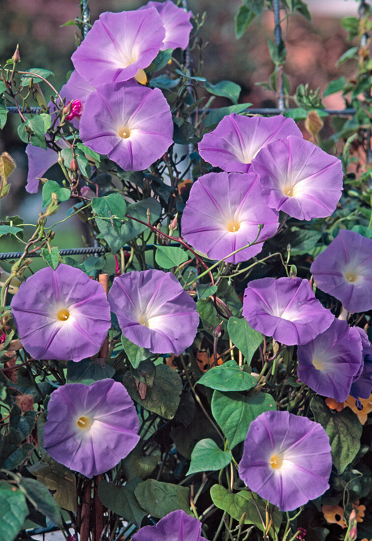 Ipomoea tricolor 'Sky Blue'