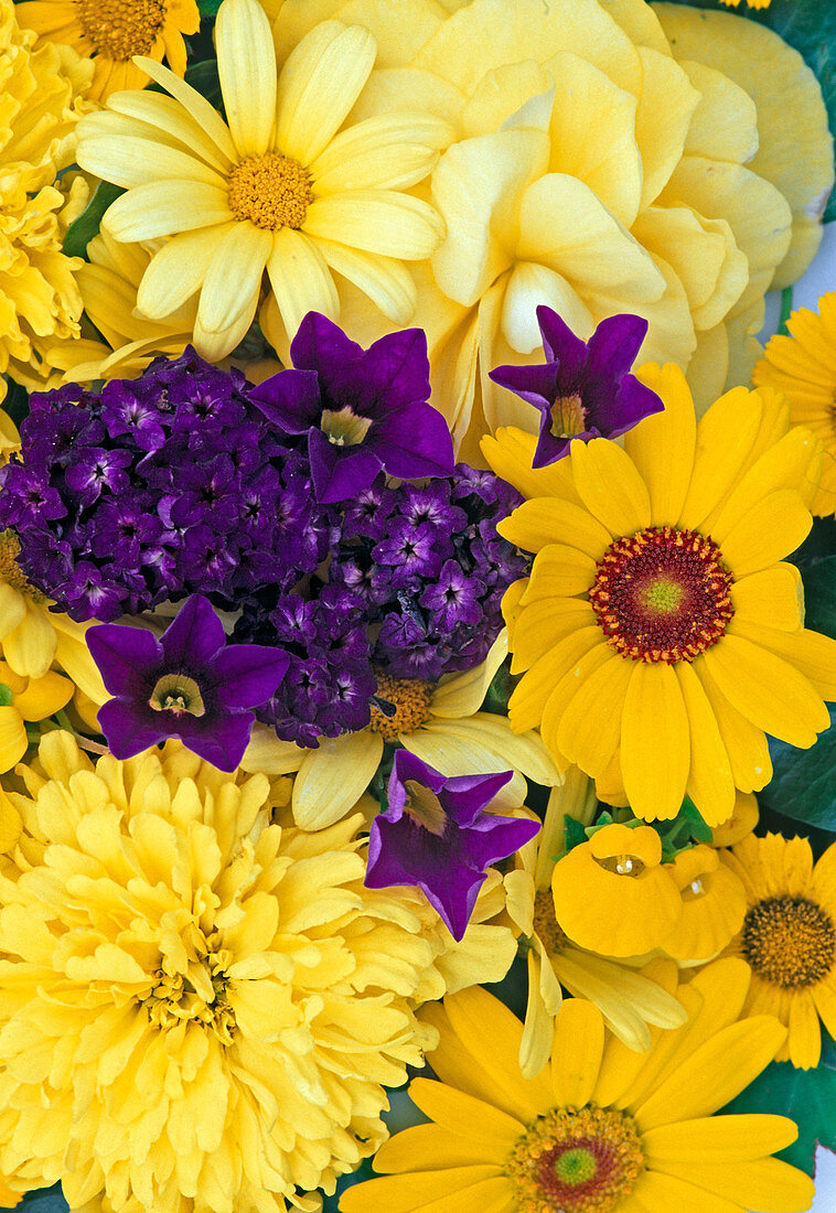 Tagetes, Heliotropium, Argyranthemum, Petunia, Begonia