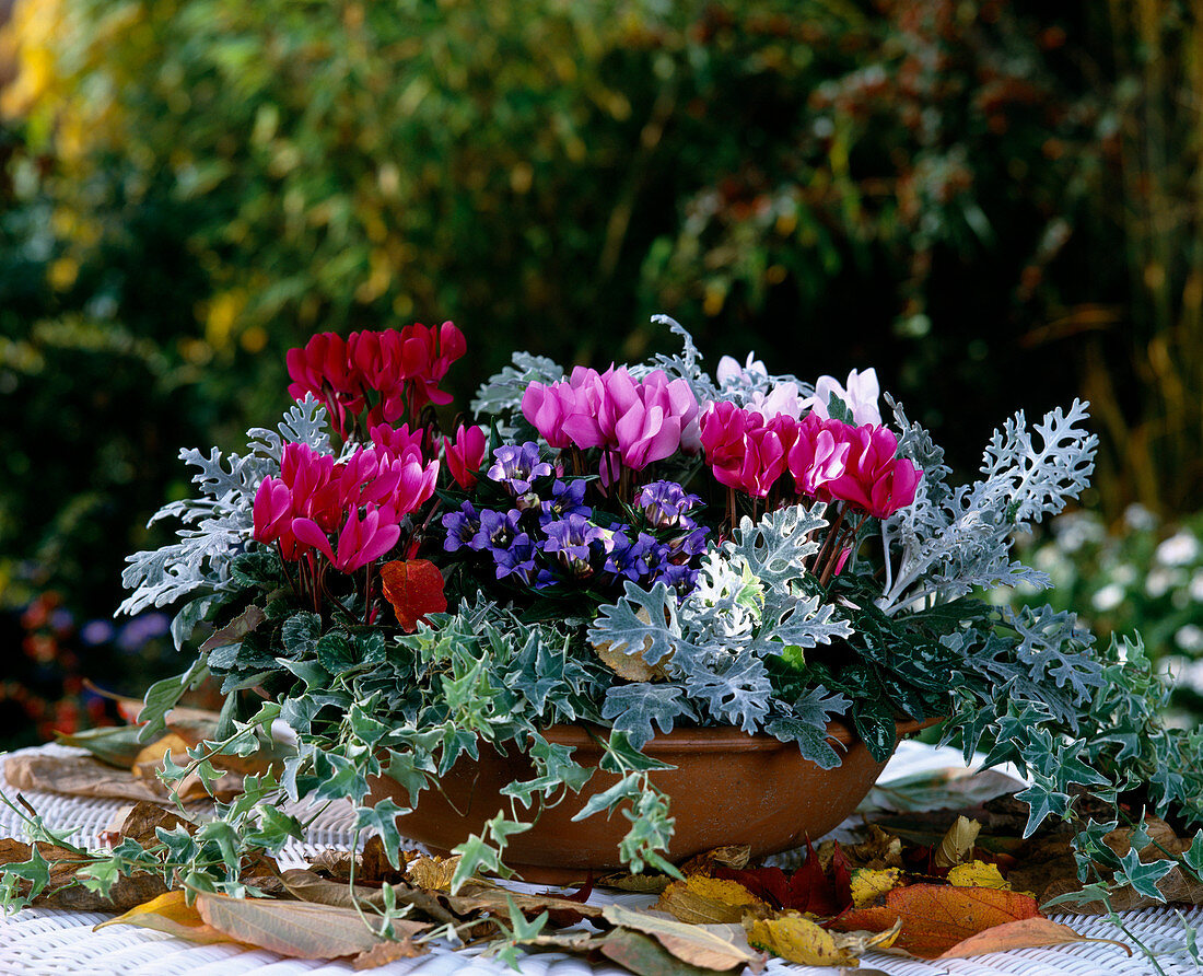 Cyclamen Hybr. (Mini-Alpenveilchen), Gentiana, Hedera Helix (Efeu)