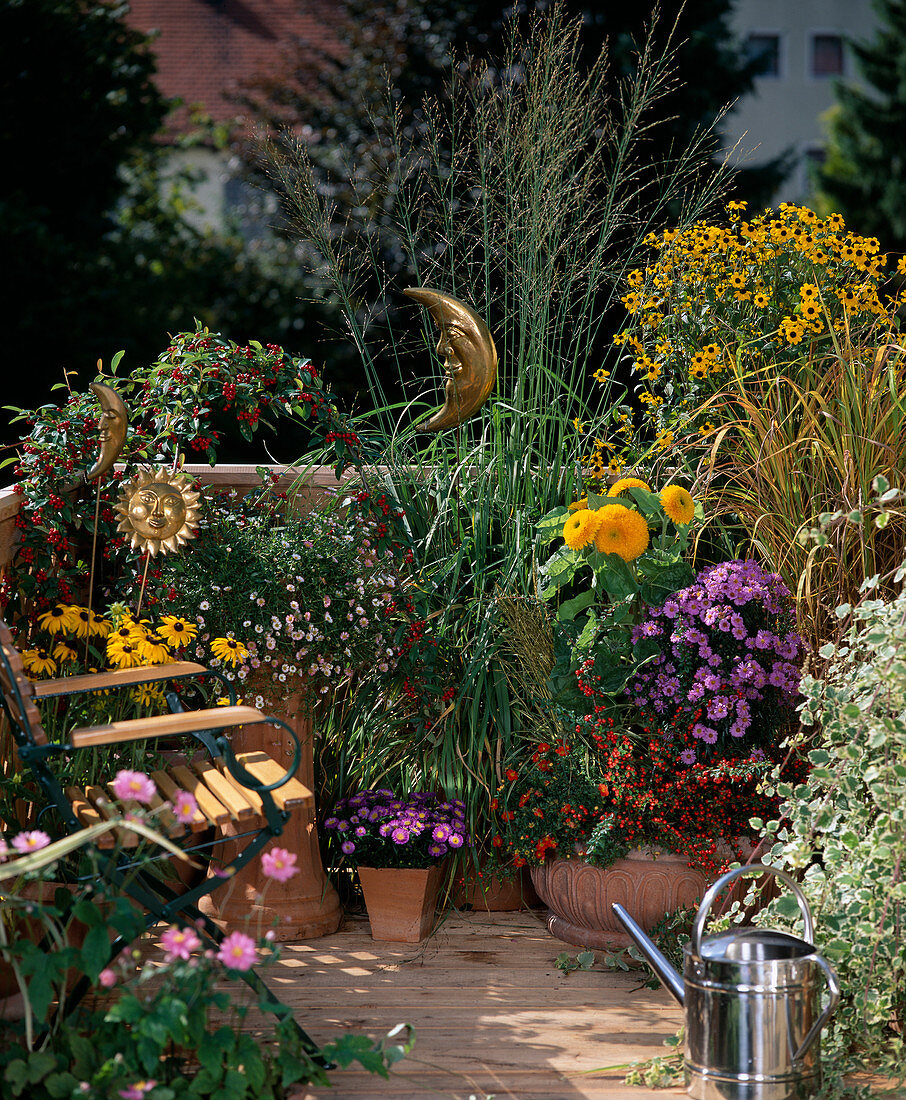 Helianthus Annuus, Rudbeckia Hirta, Aster-Hybr., Cotoneaster, Plectranthus, Gräs