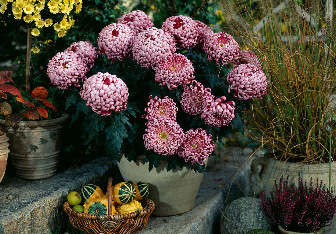 Dendranthema indicum-Stämmchen 'Mauren Plummer'