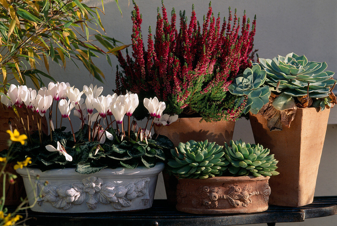 Cyclamen persicum (cyclamen), Calluna vulgaris 'Dark Beauty' (broom heather), Echeveria hybride