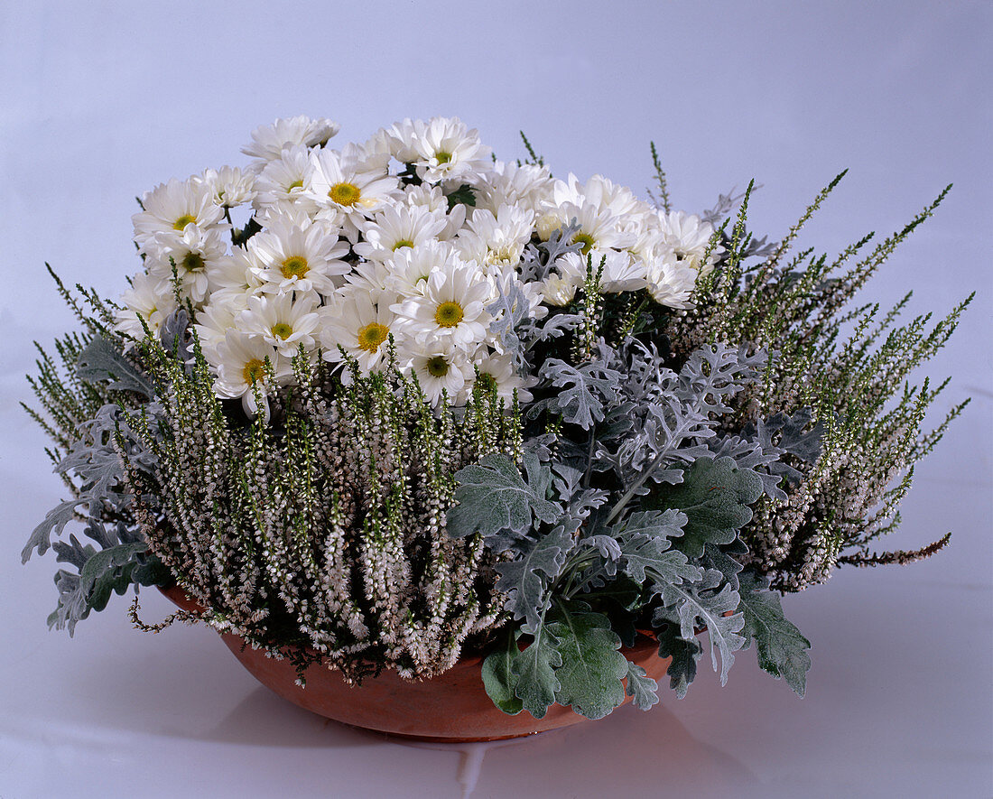Dendranthema indicum (Autumn chrysanthemum), Calluna vulgaris (Broom heather), Senecio bicolor