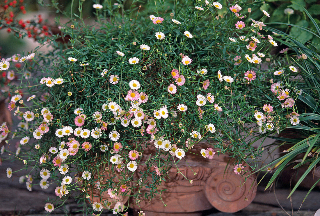 Erigeron karvinskianus 'Sea of Flowers' - Spanish Daisy