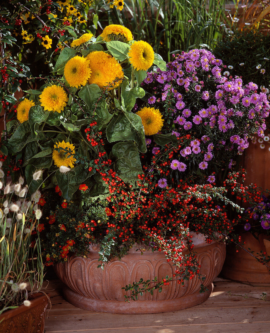 Helianthus Annuus (Sonnenblume), Aster-Hybr., Cotoneaster dammeri 'Jürgl'