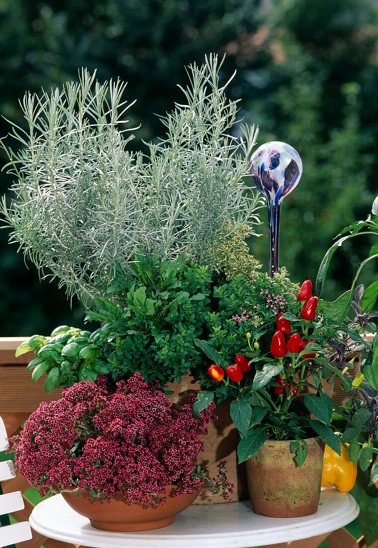 Helichrysum angustifolium, rocket salad