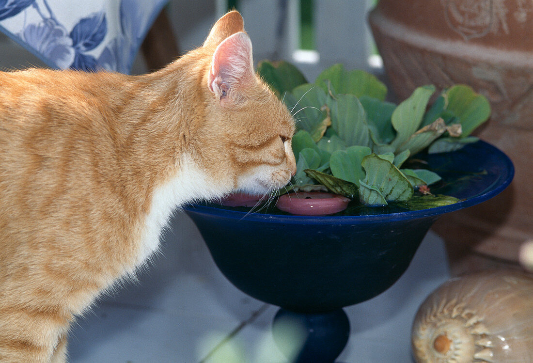 Cat drinking from bowl