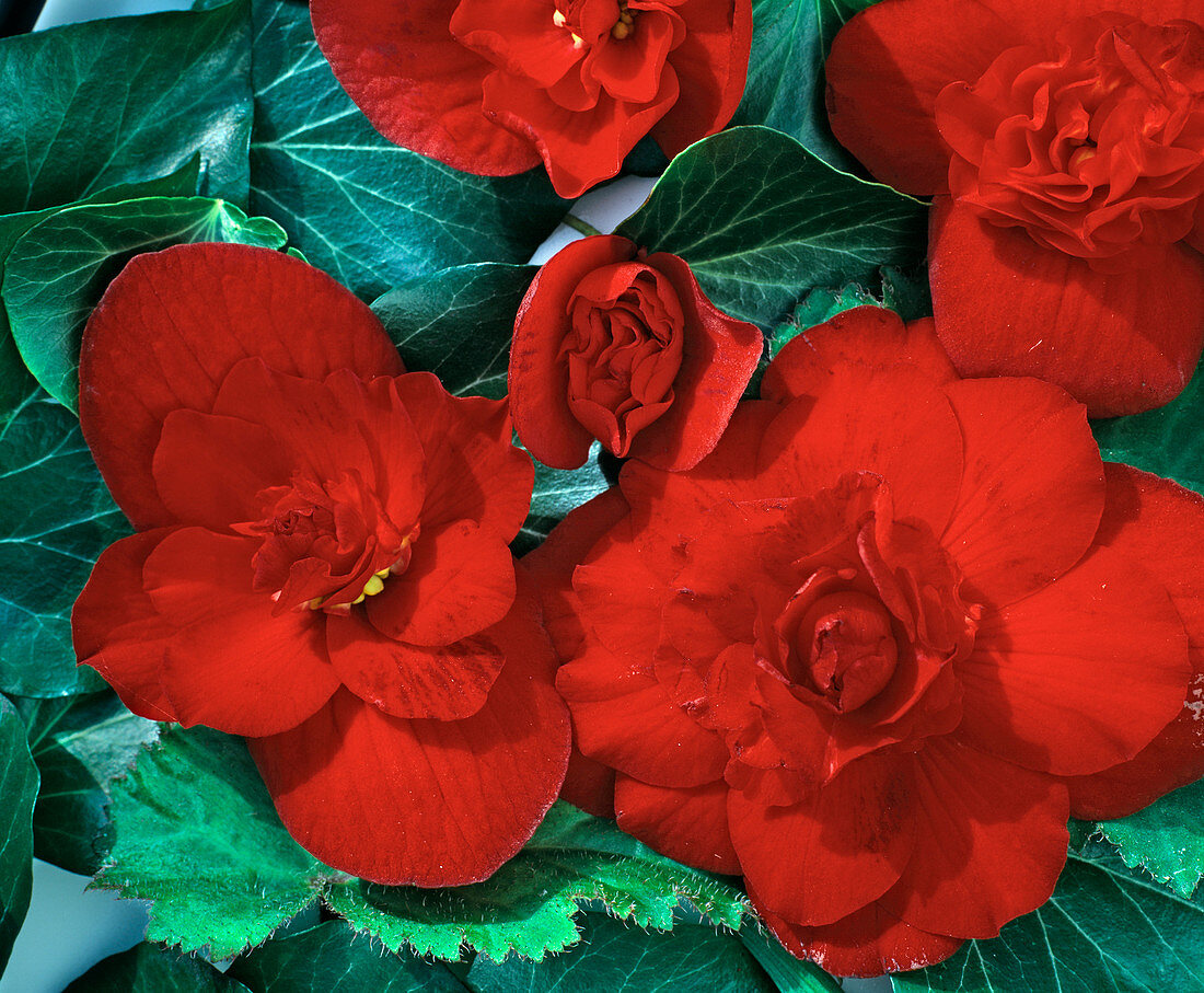 Begonias