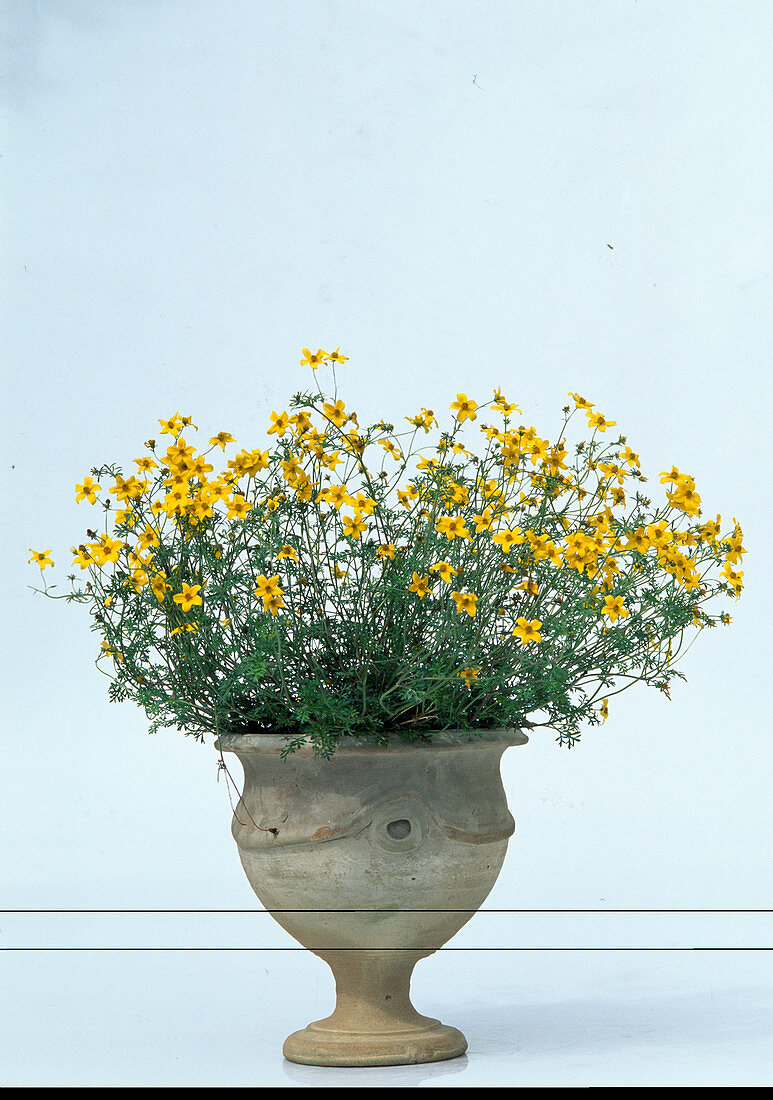 Bidens ferulifolia as a free-standing plant