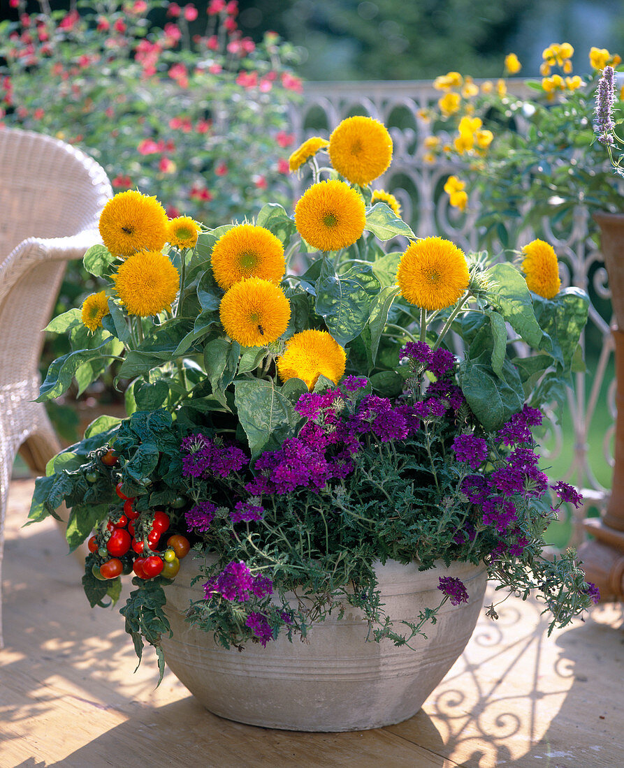 Helianthus annuus 'Teddy Bear', Eisenkraut (Verbena tenera)