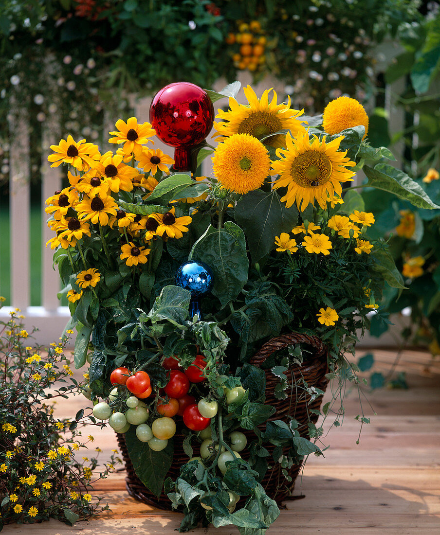 Rudbeckia (sun hat), tomato, Helianthus