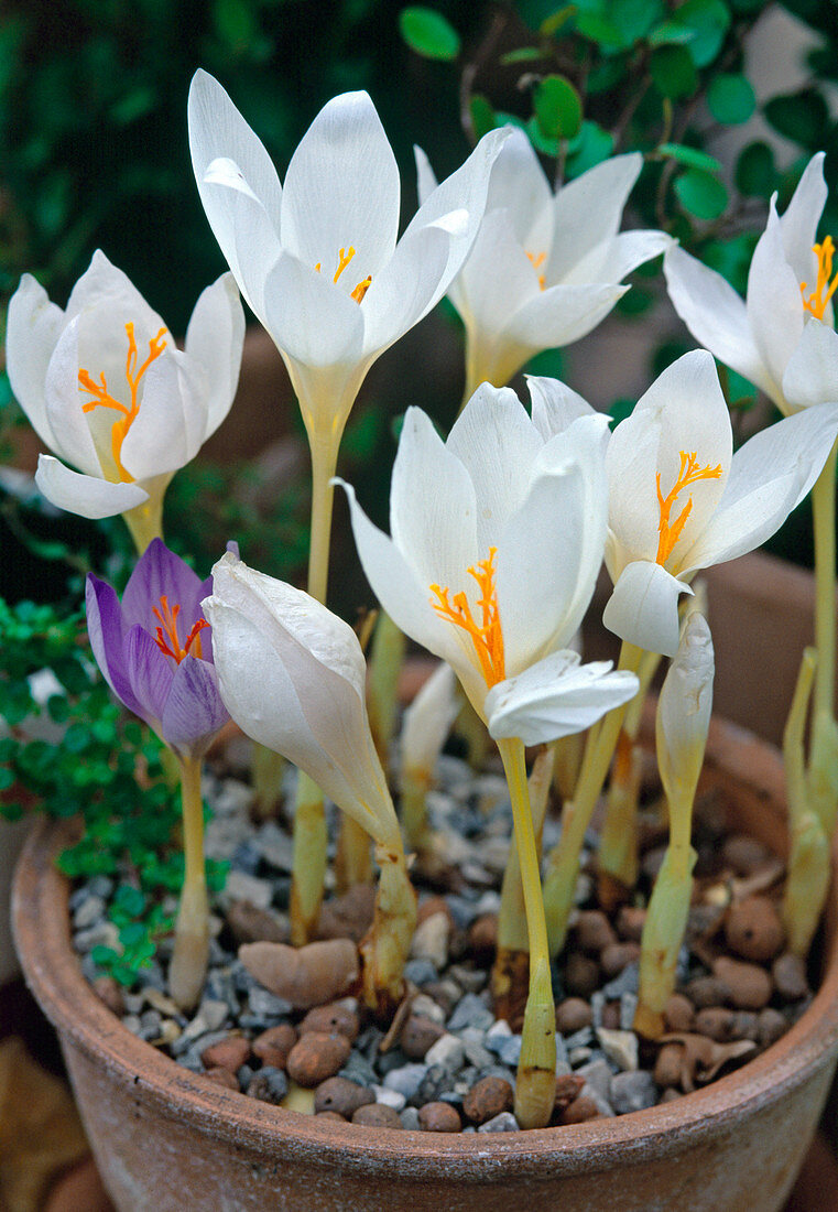 Crocus speciosus 'Albus' (autumn crocus)