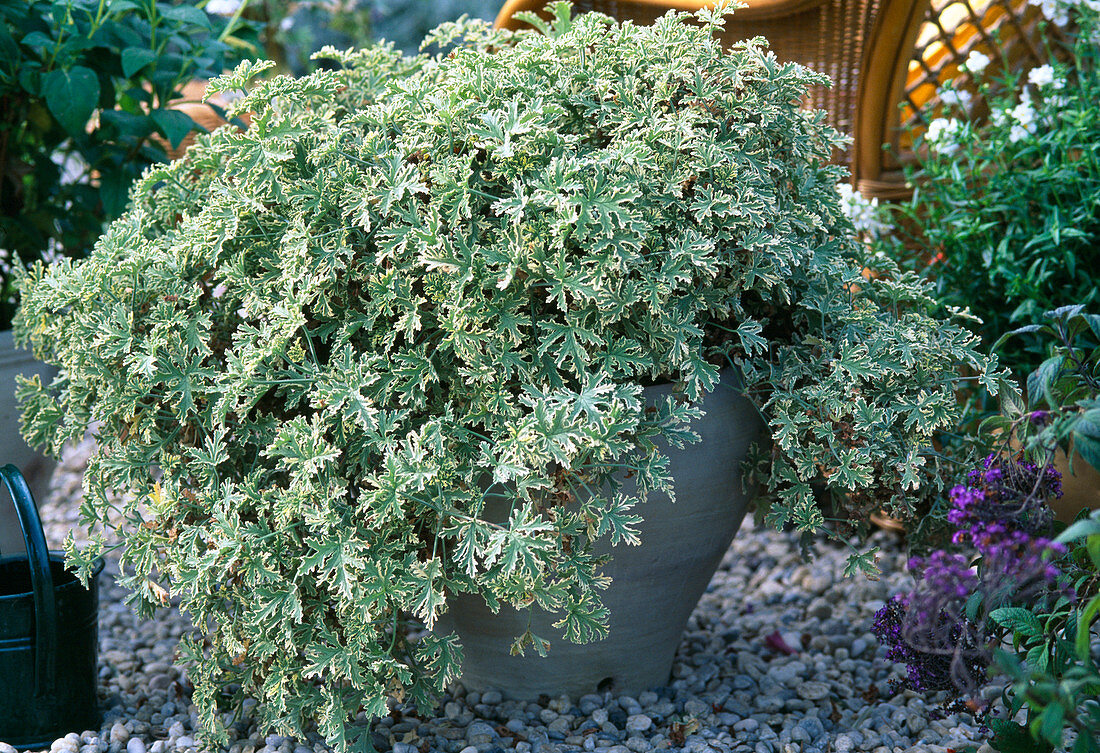 Pelargonium graveolens 'Lady Plymouth'