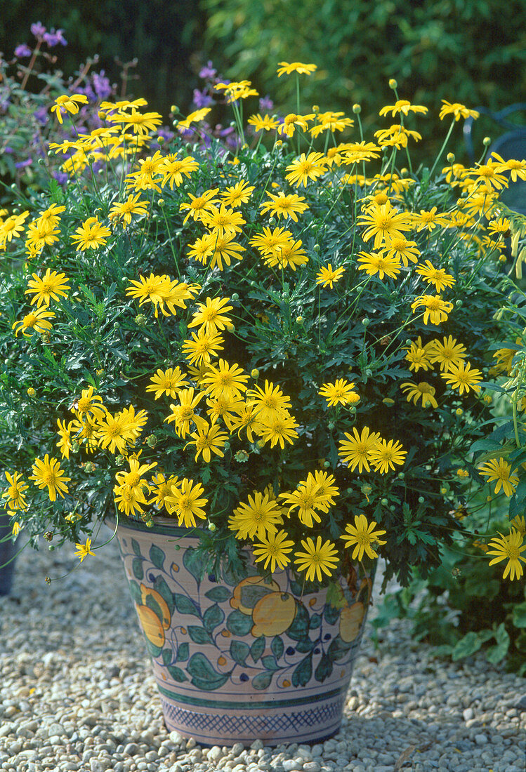 Euryops 'Sunshine'