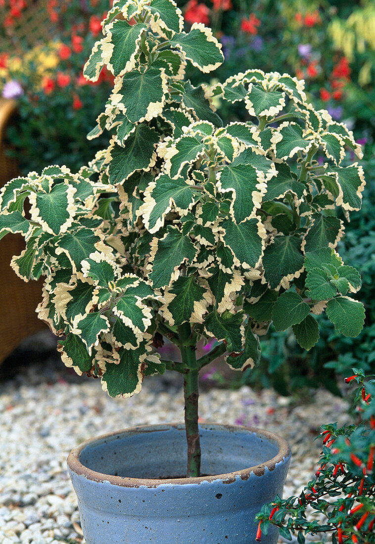 Plectranthus ciliatus