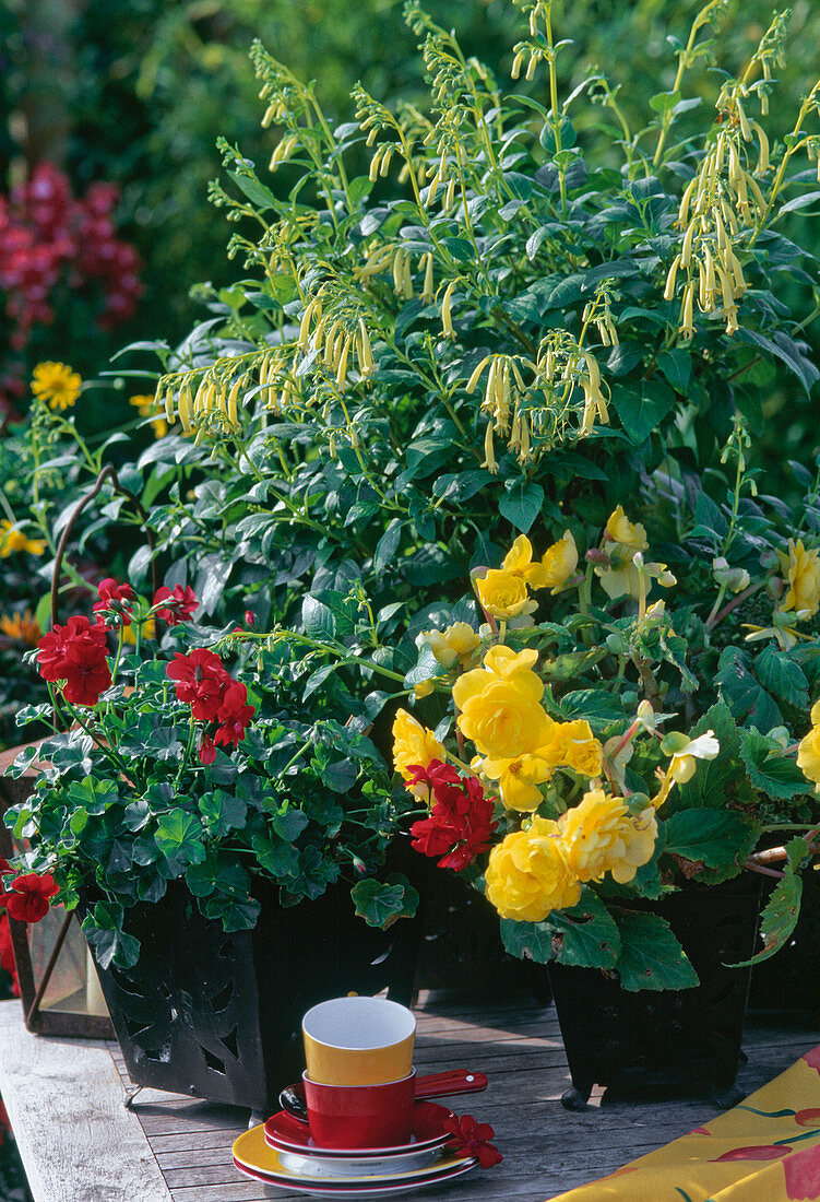 Pelargonium 'Baroque', Begonia 'Nonstop Yellow'