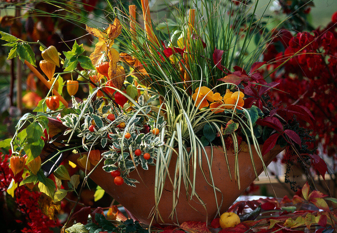 Gräser, Solanum pseudocapsicum, Physalis, Viola