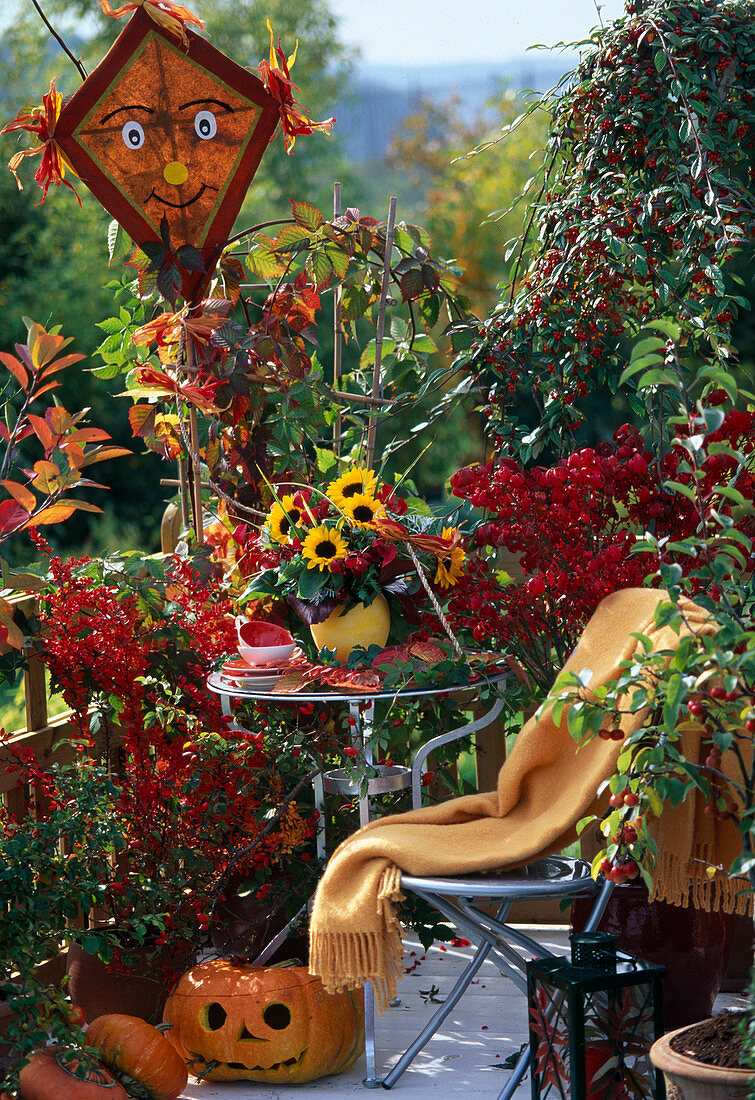 Beerenschmuck Cotoneaster, Brombeere, Zierapfel, Euonymus, Berberitze