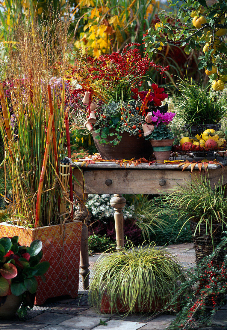 Barberry, Solanum, Cyclamen, Carex hachijoensis, Miscanthus