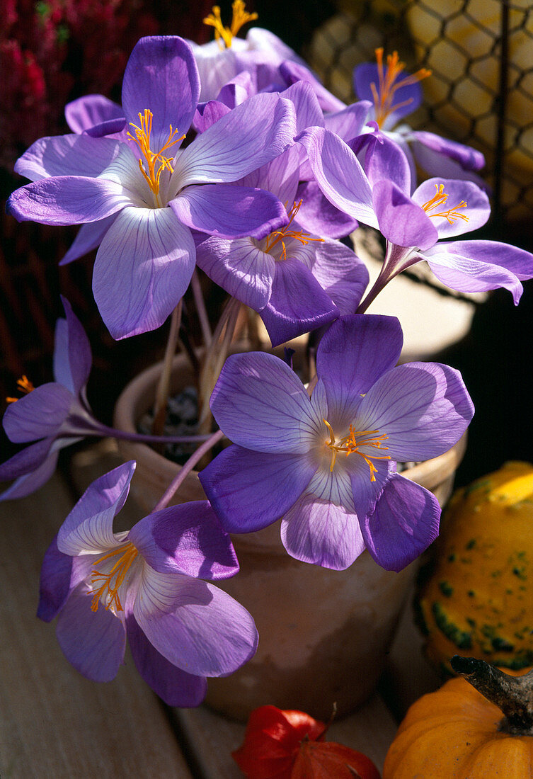 Crocus speciosus, Herbstkrokus