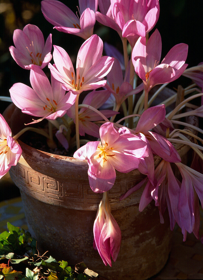 Colchicum 'Giant' (Meadow saffron)